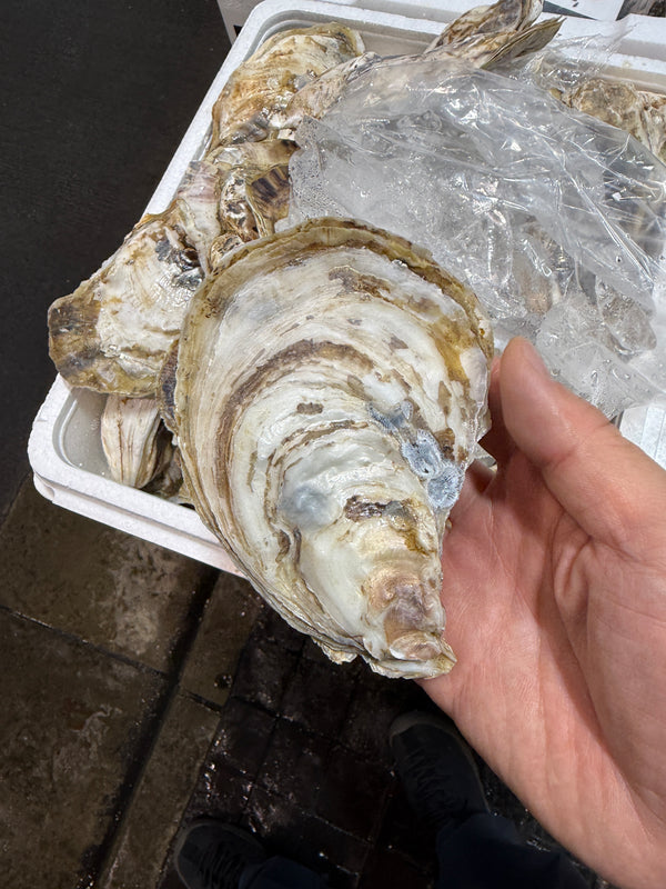 有明のスミノエガキ｜有明の地ダネで作られた逸品