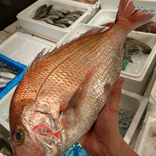 明石の特選真鯛｜1.7kg、大変良かったです。おすすめ。