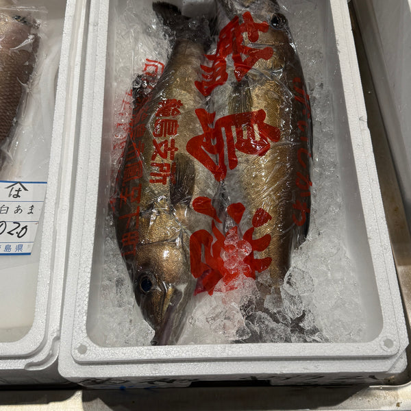 日本海ホンアラ｜夏の高級魚。おすすめです。