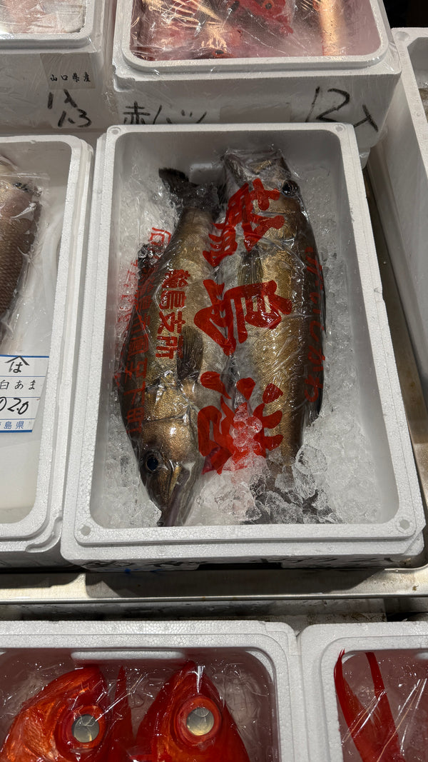 日本海ホンアラ｜夏の高級魚。おすすめです。