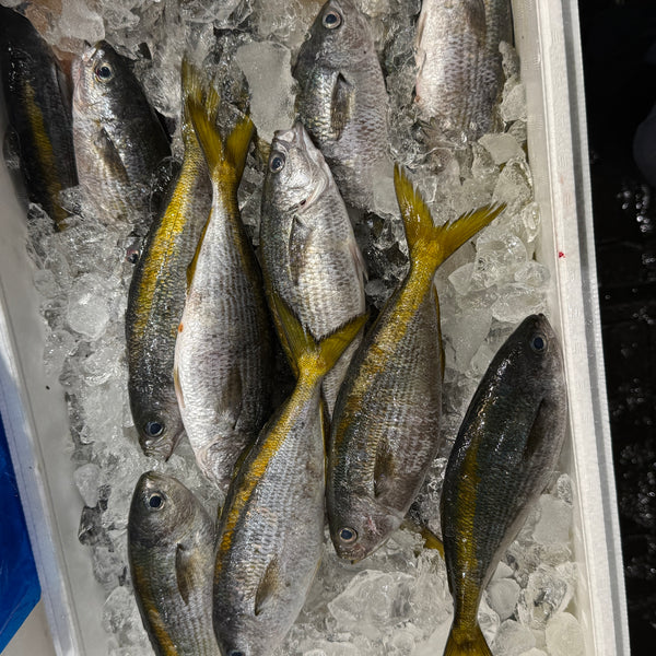 式根島 タカベ｜夏の美味しい白身。始まりました