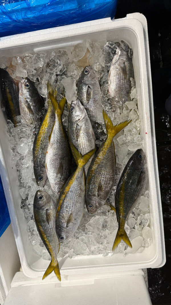 式根島 タカベ｜夏の美味しい白身。始まりました