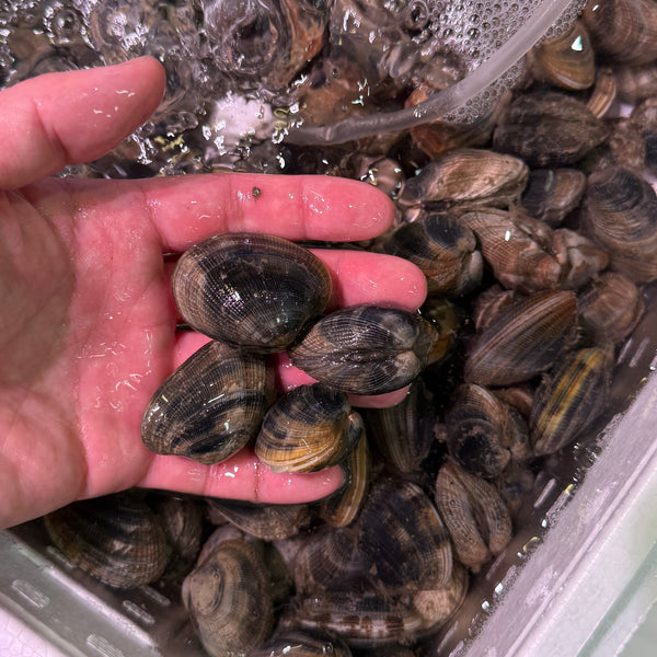 鹿島 特産アサリ｜身の入りが良くおすすめ