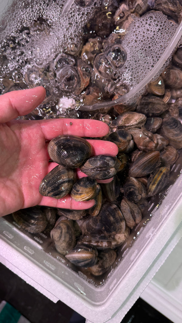 鹿島 特産アサリ｜身の入りが良くおすすめ