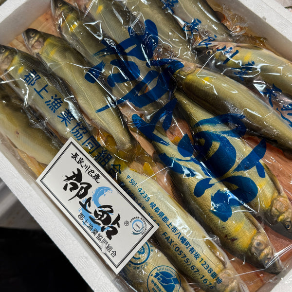 長良川産 郡上鮎｜美味しい鮎、始まりました