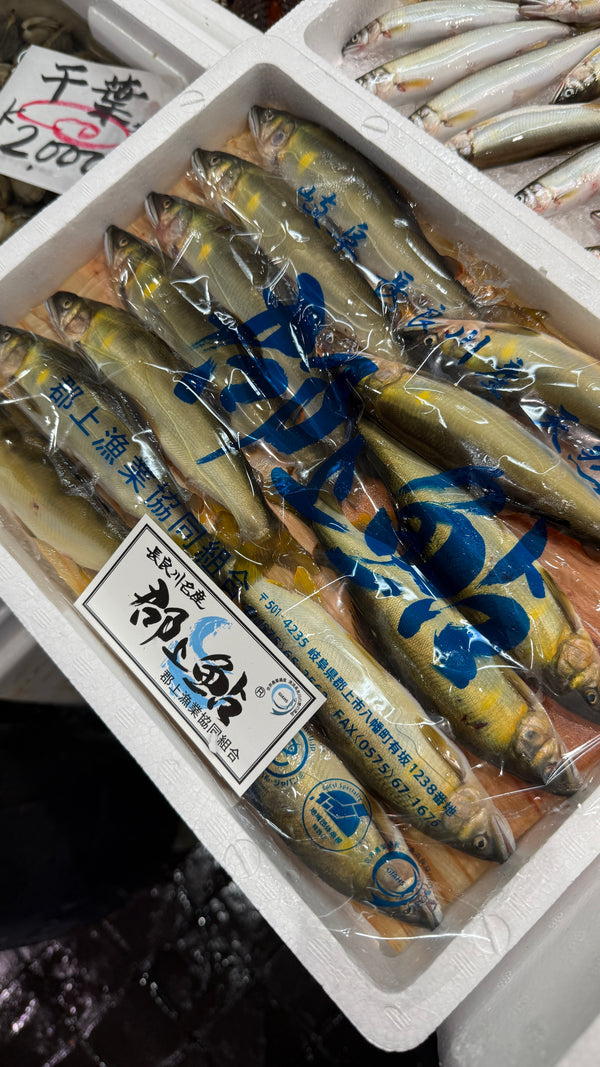 長良川産 郡上鮎｜美味しい鮎、始まりました