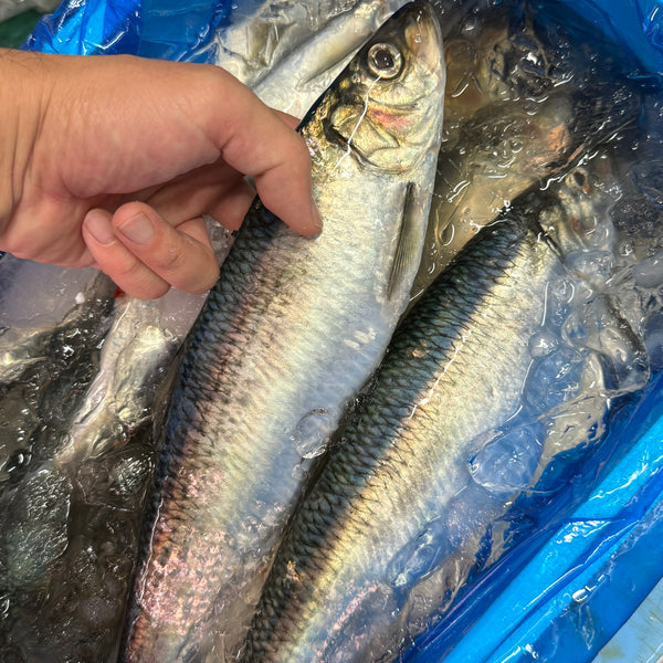 ニシン 脂！｜急に良くなってきました。おすすめです。