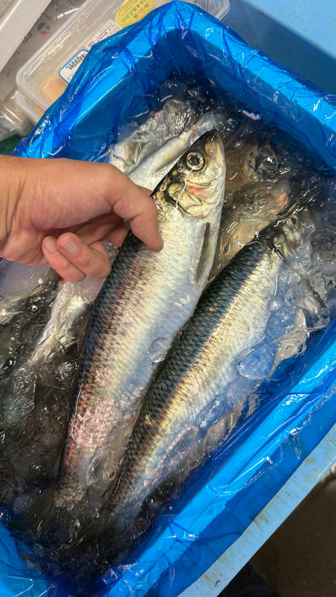 ニシン 脂！｜急に良くなってきました。おすすめです。