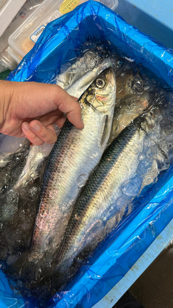 ニシン 脂！｜急に良くなってきました。おすすめです。