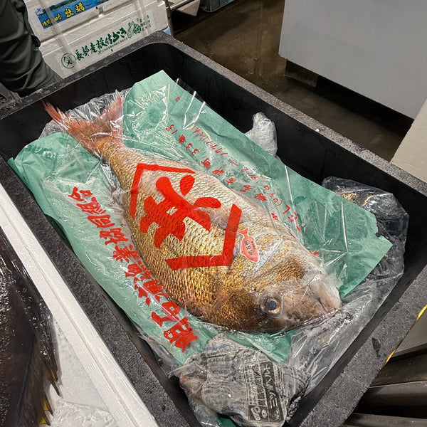 明石産真鯛｜産卵期を終え、随分良くなってきました。