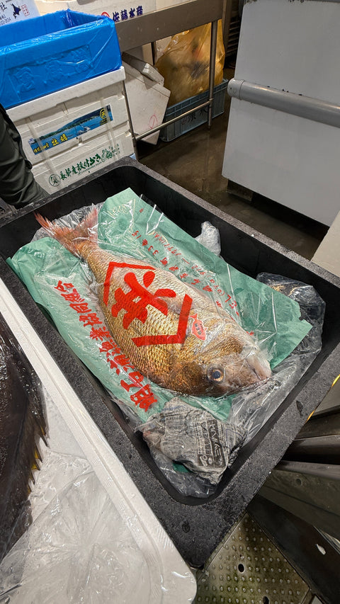 明石産真鯛｜産卵期を終え、随分良くなってきました。