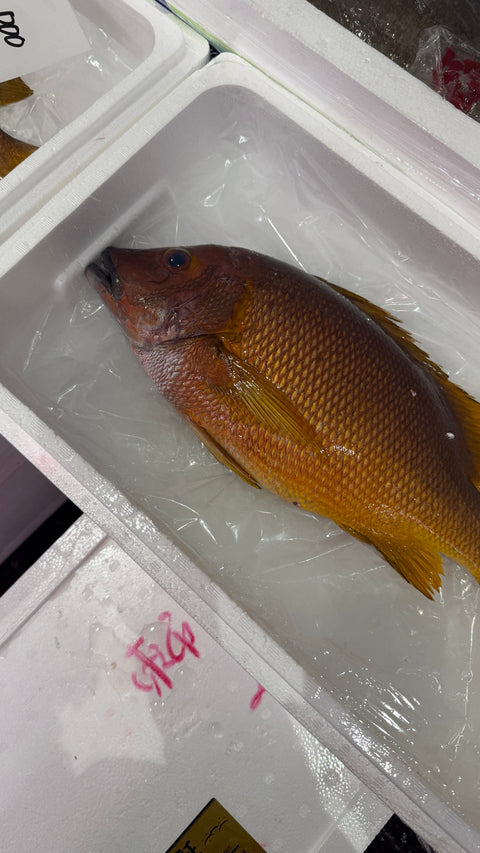 白星フエダイ｜夏の高級魚、入荷しています