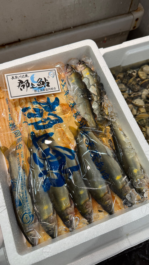 長良川産郡上鮎｜久しぶりに入荷。大変美味です
