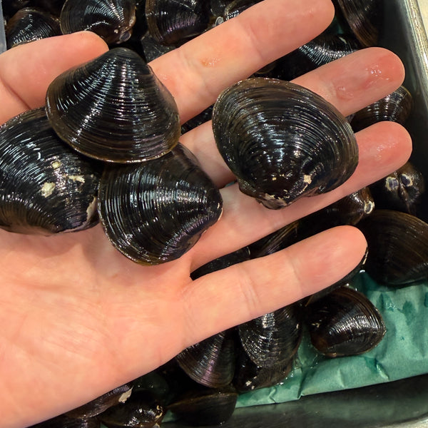 北海道大樹町 特大シジミ｜年に一回だけの漁。たくさんご注文ありがとうございました