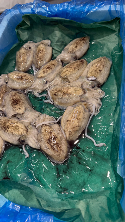 新イカ｜出水新イカ、甘みがあり美味