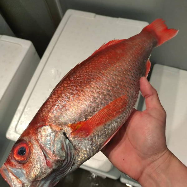とても良いのどぐろでした｜良品。青森県産1.05kg