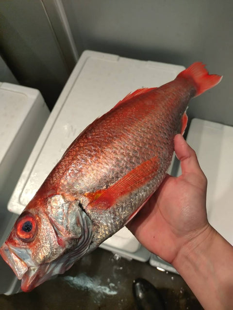 とても良いのどぐろでした｜良品。青森県産1.05kg