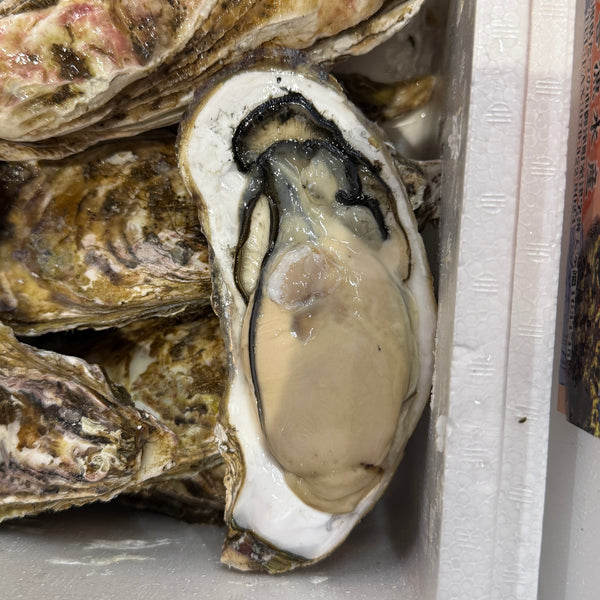 北海道産 真牡蠣｜今イチオシの牡蠣