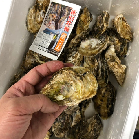 旬の真牡蠣 答志島の桃こまち