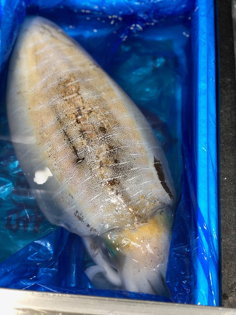 神奈川県 他 特上アオリイカ
