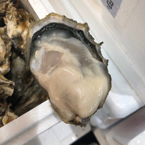 北海道 仙鳳趾産 牡蠣