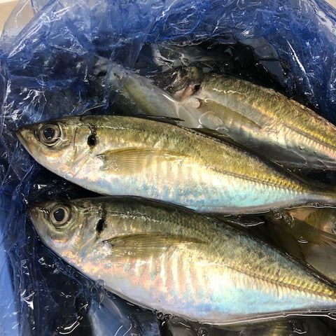淡路島産 釣りアジ　Okawari 鮮魚店　豊洲市場　豊洲直送　鮮魚通販