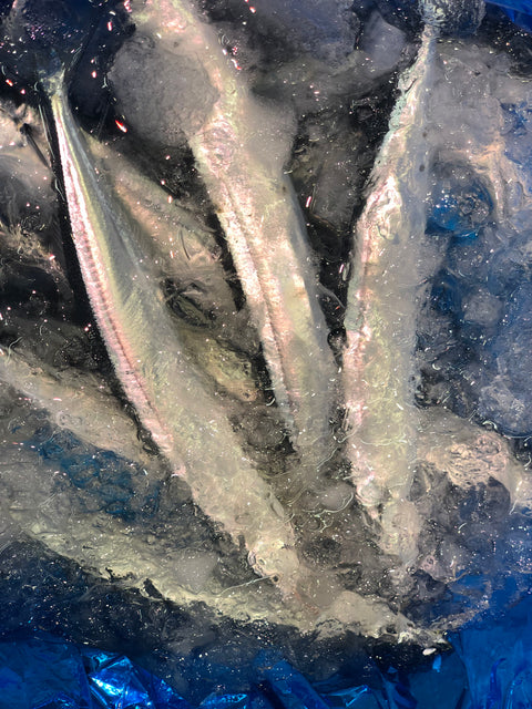 サンマの初荷