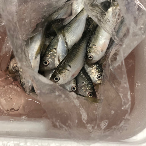 新子　鮮魚通販　Okawari鮮魚店　豊洲直送