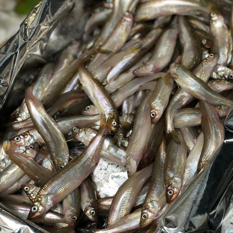 生シシャモ　本シシャモ　北海道　鮮魚通販 okawari 豊洲直送
