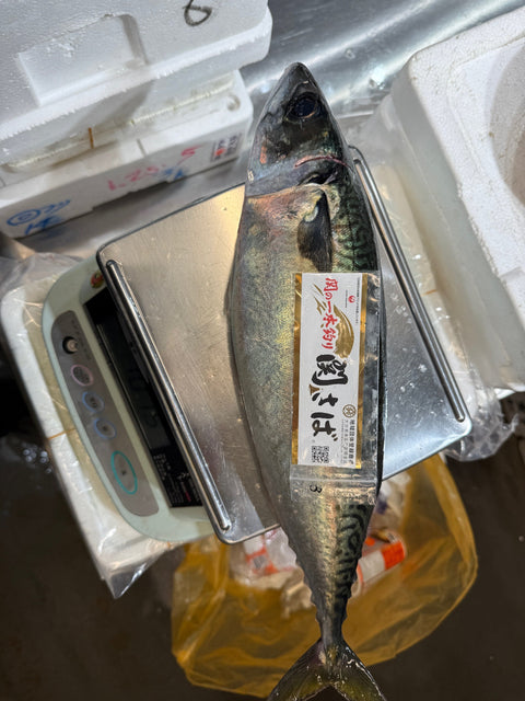 極上関サバ（特大サイズ）
