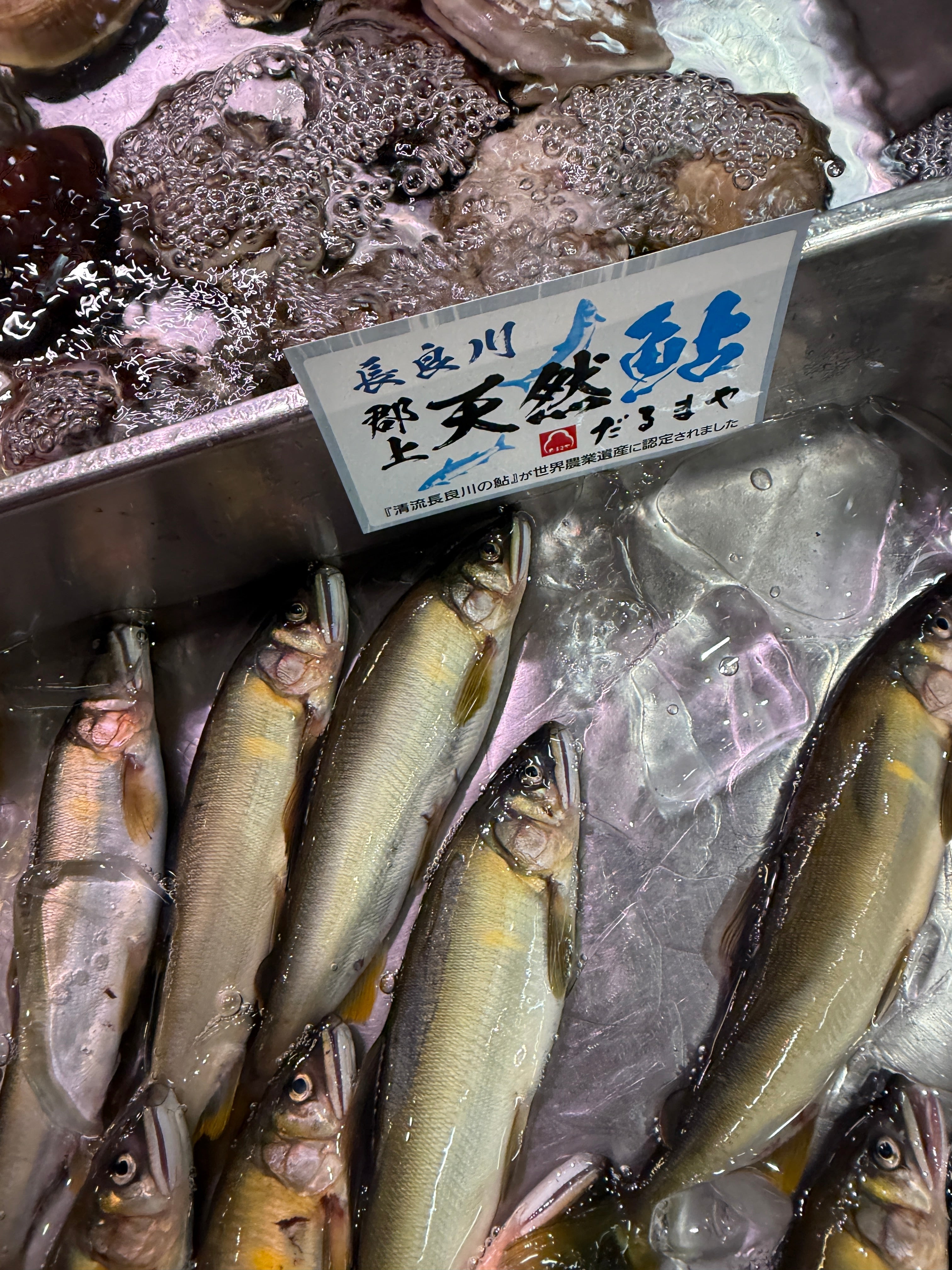 天然 江戸前 ハマグリ 最高級 蛤 東京湾 三番瀬 葛西 他 豊洲