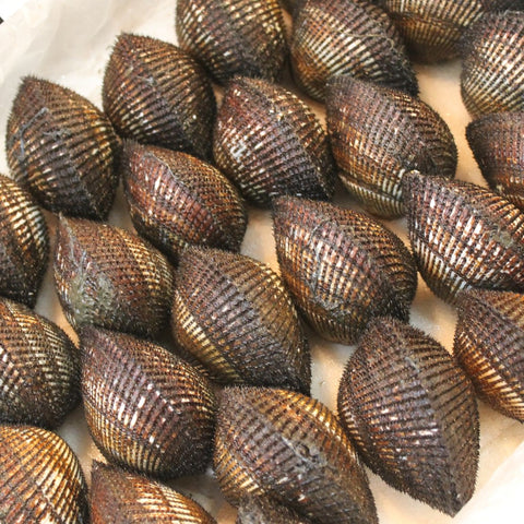国産赤貝 okawari 鮮魚通販 豊洲直送