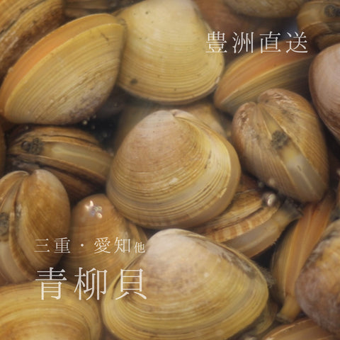 春の貝：アオヤギ貝