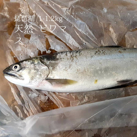 天然ビワマス、旬の味を刺身で
