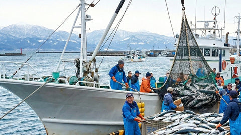 天然ブリの産地が変わりつつある — 数字で見る、海の変化