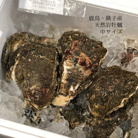 鹿島灘　天然岩牡蠣