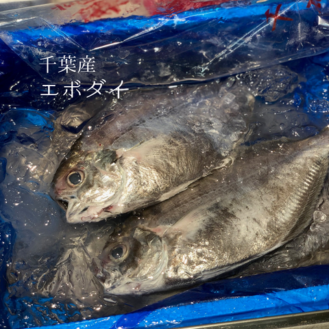 淡白な中に旨みが宿る、国産エボダイの楽しみ方