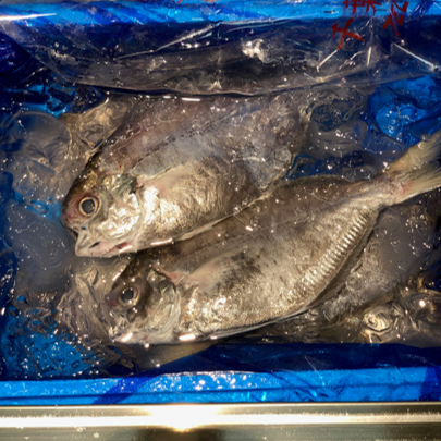 エボダイ　Okawari　鮮魚通販　豊洲直送