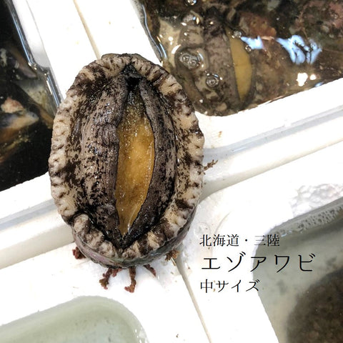 エゾアワビ