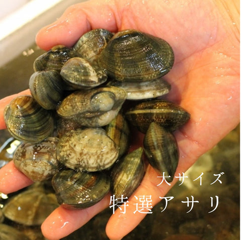 国産アサリ　愛知県　浜名湖　okawari 鮮魚通販 豊洲直送