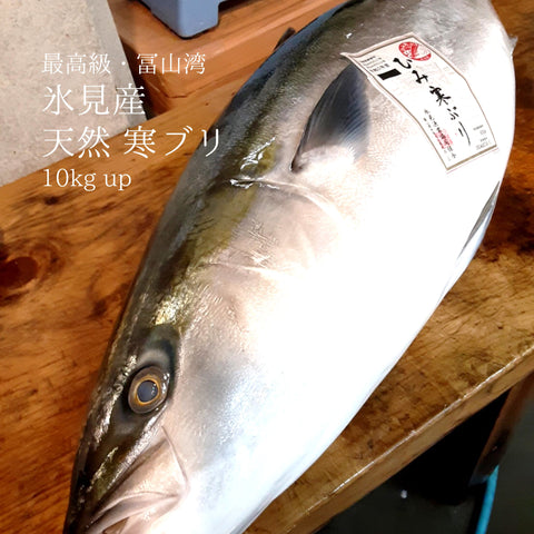 極上 氷見産 天然ブリ（宣言前）