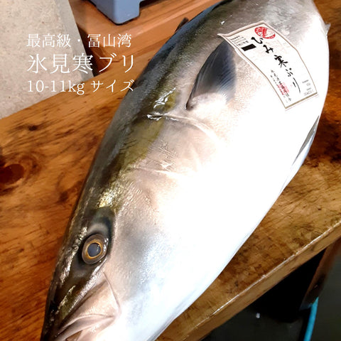 氷見ぶり　寒ブリ　氷見鰤　寒鰤　Okawari　豊洲直送　鮮魚通販