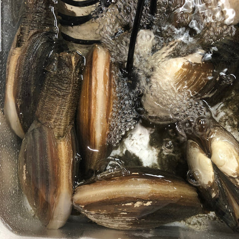 本ミル 愛知県産　okawari 豊洲市場 豊洲直送 鮮魚通販