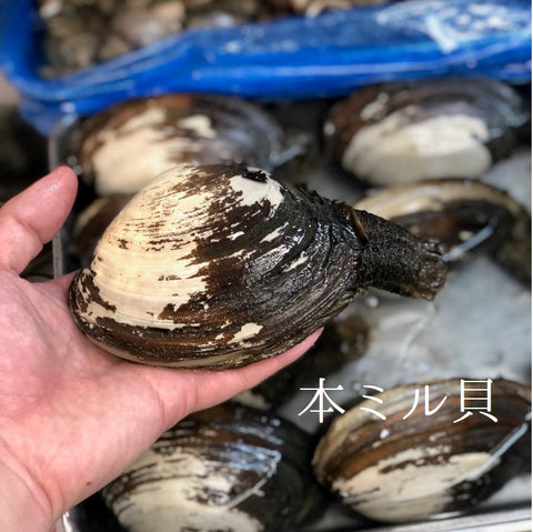 本ミル貝、強い甘味と旨味を楽しむ