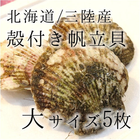 殻付きホタテを、今週の貝ものに