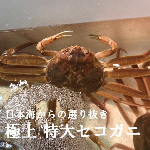活セコガニ