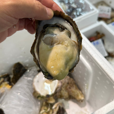 糸島岩牡蠣を、今週の貝ものに