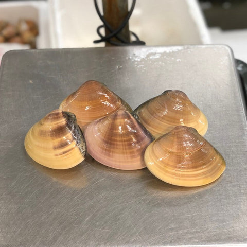 千葉県 特選ハマグリ