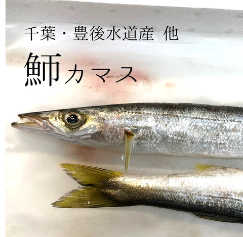 カマス 江戸前 okawari 鮮魚通販 豊洲直送