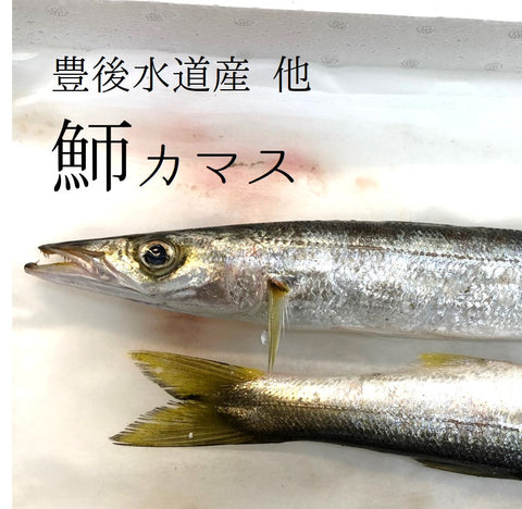 カマスを炙り刺しと塩焼きで
